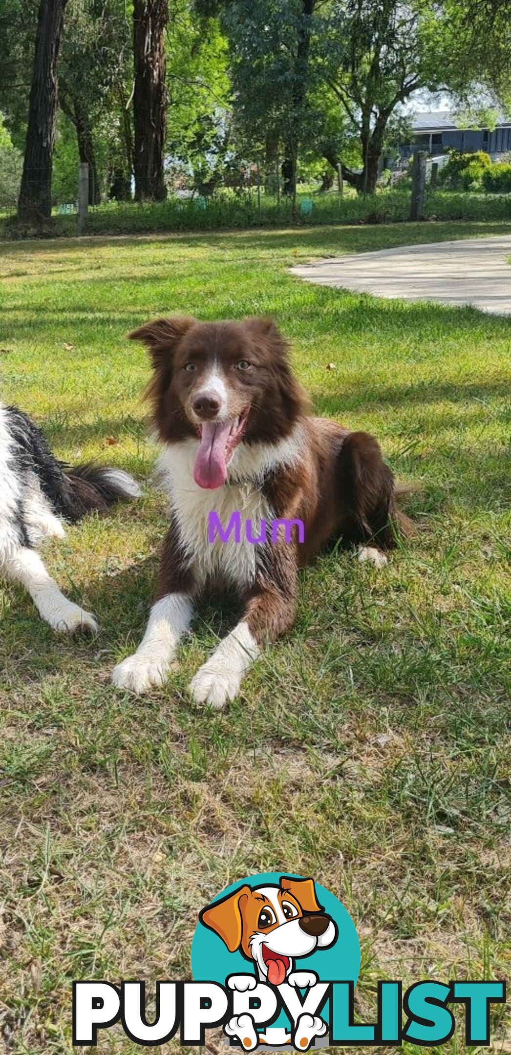 Border collie puppies