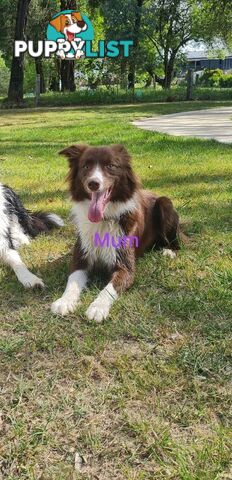 Border collie puppies