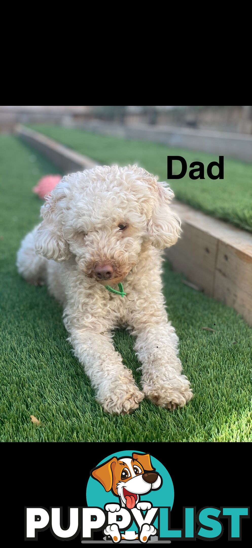 Adorable Miniature Toy Poodle Puppies!!