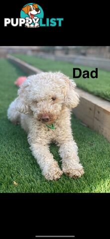 Adorable Miniature Toy Poodle Puppies!!