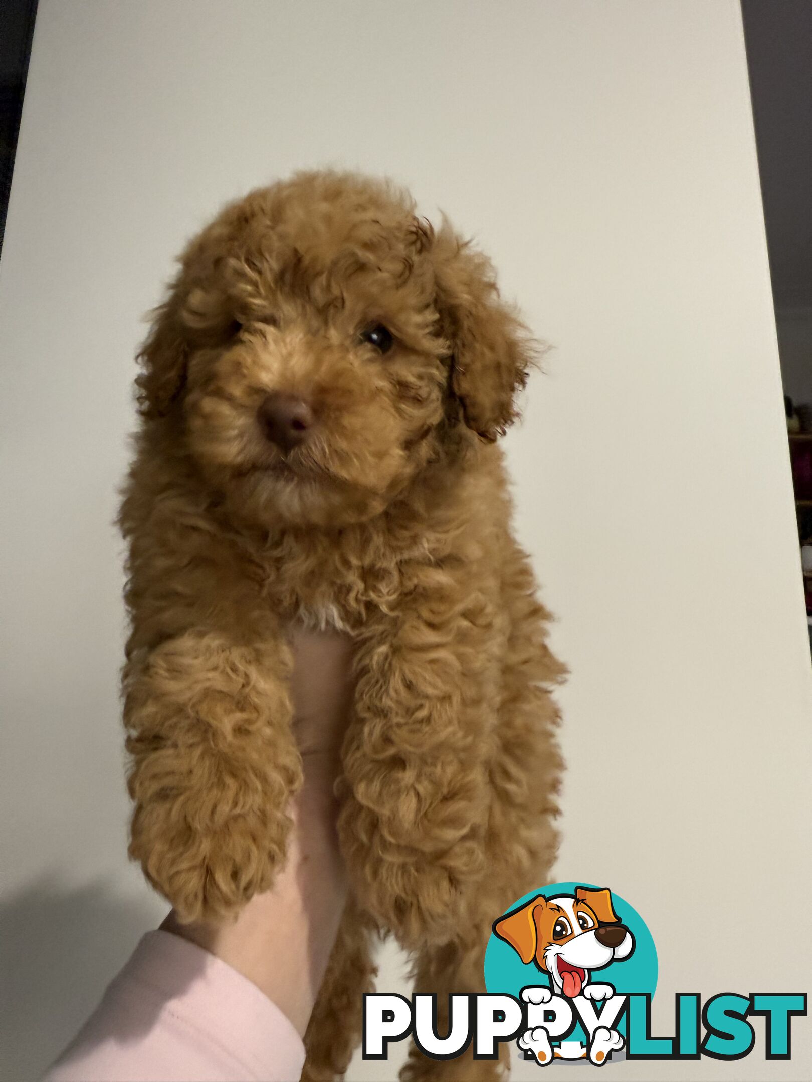 Adorable Miniature Toy Poodle Puppies!!