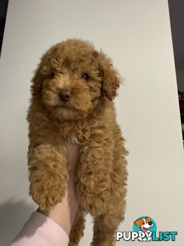 Adorable Miniature Toy Poodle Puppies!!