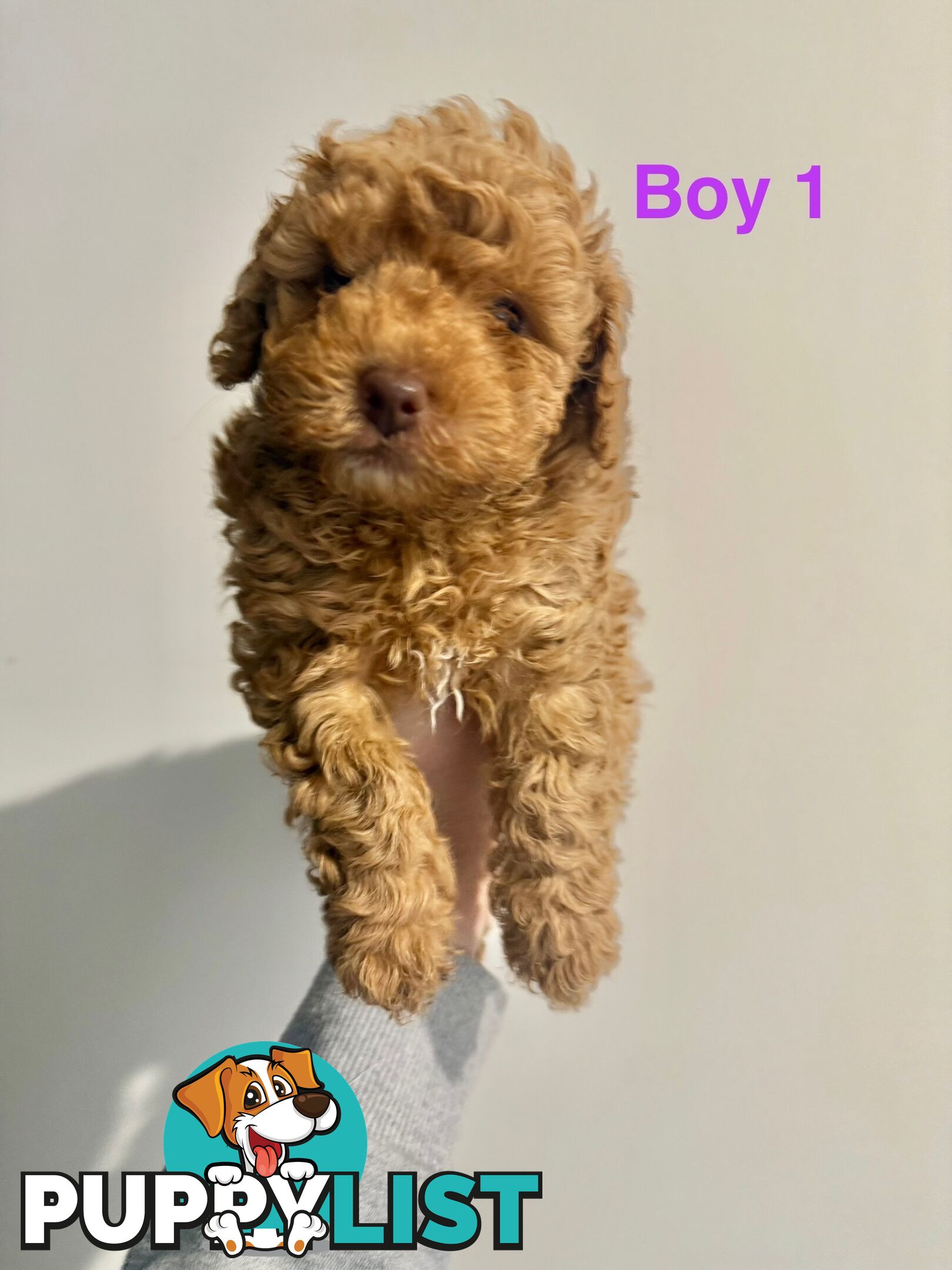 Adorable Miniature Toy Poodle Puppies!!