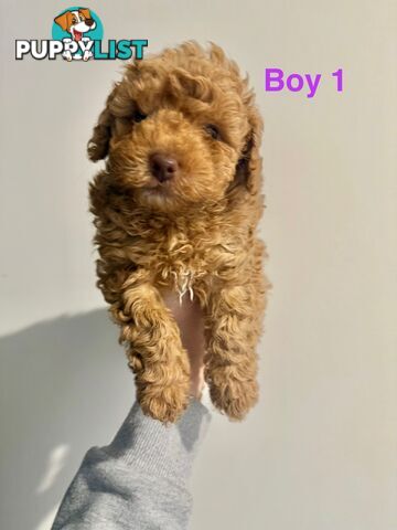 Adorable Miniature Toy Poodle Puppies!!