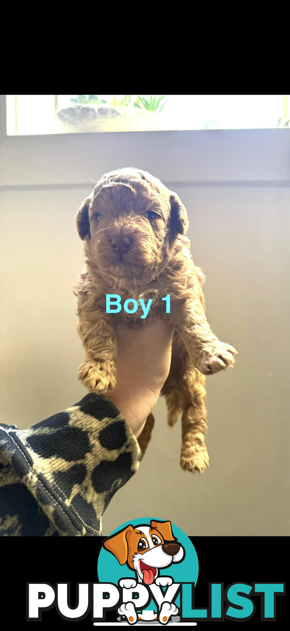 Adorable Miniature Toy Poodle Puppies!!