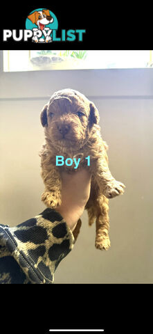 Adorable Miniature Toy Poodle Puppies!!