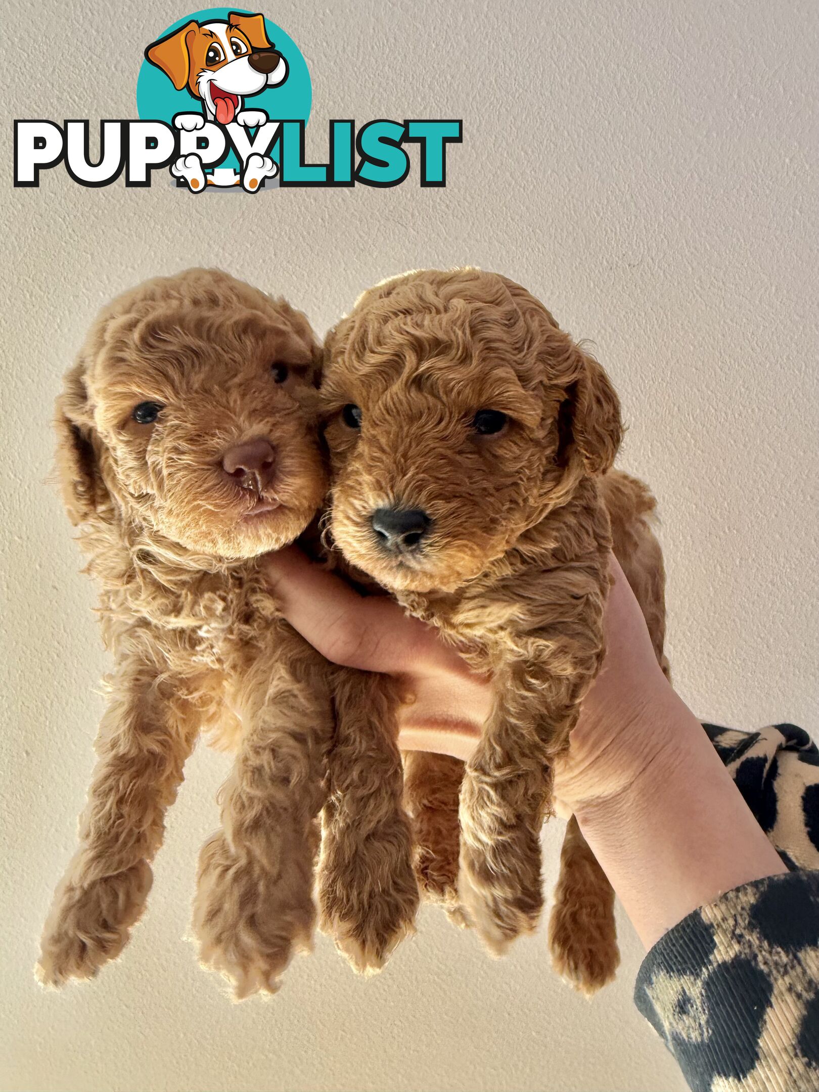 Adorable Miniature Toy Poodle Puppies!!