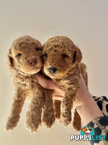 Adorable Miniature Toy Poodle Puppies!!