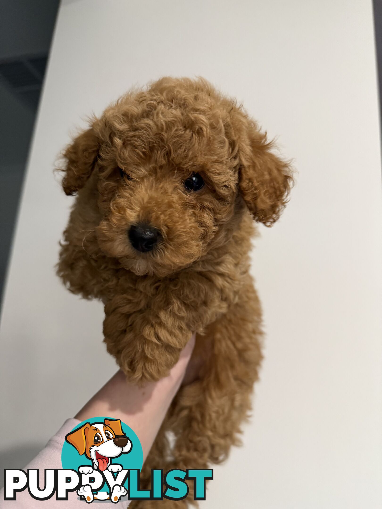 Adorable Miniature Toy Poodle Puppies!!