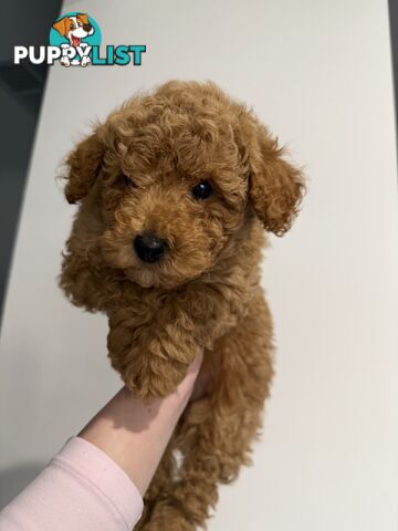 Adorable Miniature Toy Poodle Puppies!!