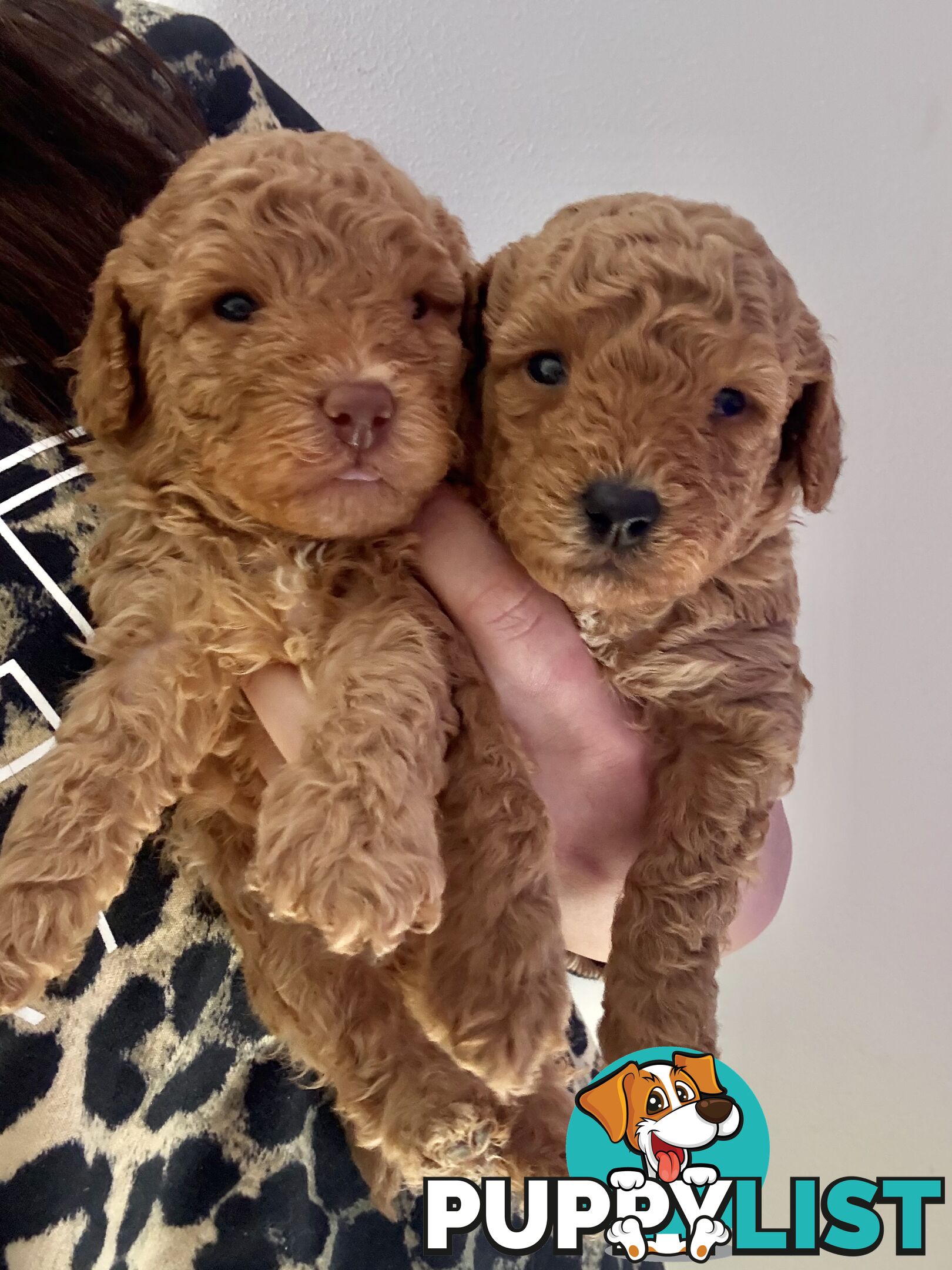 Adorable Miniature Toy Poodle Puppies!!