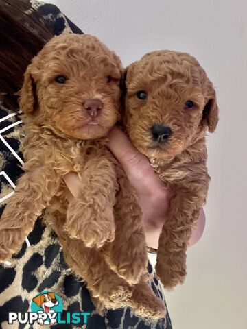 Adorable Miniature Toy Poodle Puppies!!
