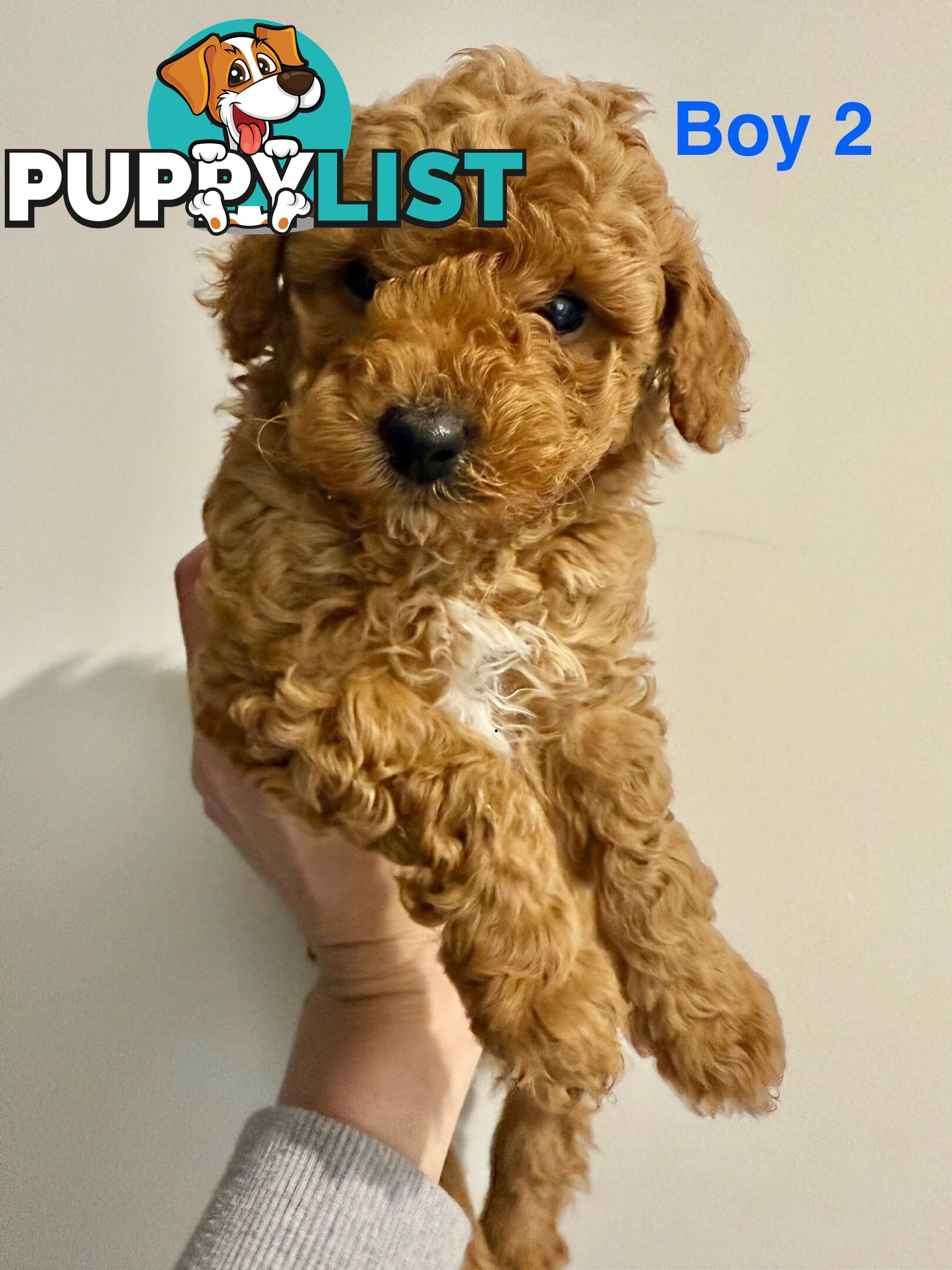Adorable Miniature Toy Poodle Puppies!!