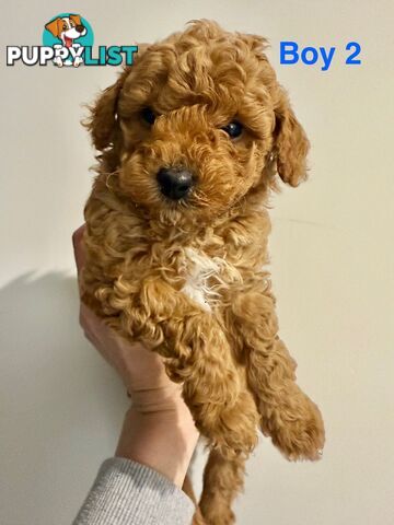 Adorable Miniature Toy Poodle Puppies!!