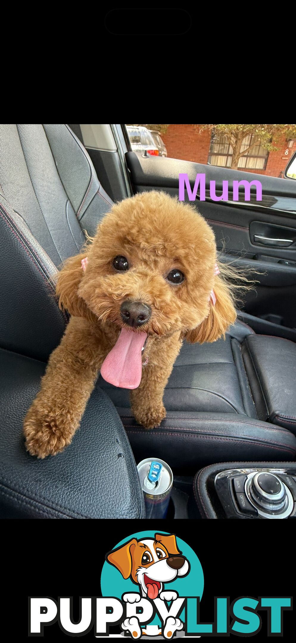 Adorable Miniature Toy Poodle Puppies!!