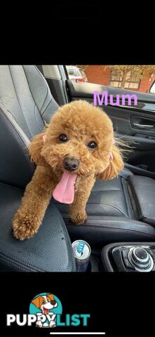 Adorable Miniature Toy Poodle Puppies!!