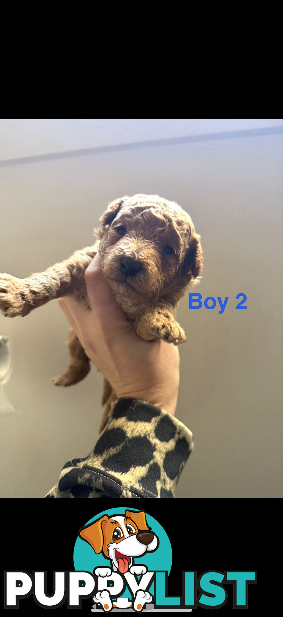 Adorable Miniature Toy Poodle Puppies!!