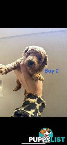 Adorable Miniature Toy Poodle Puppies!!