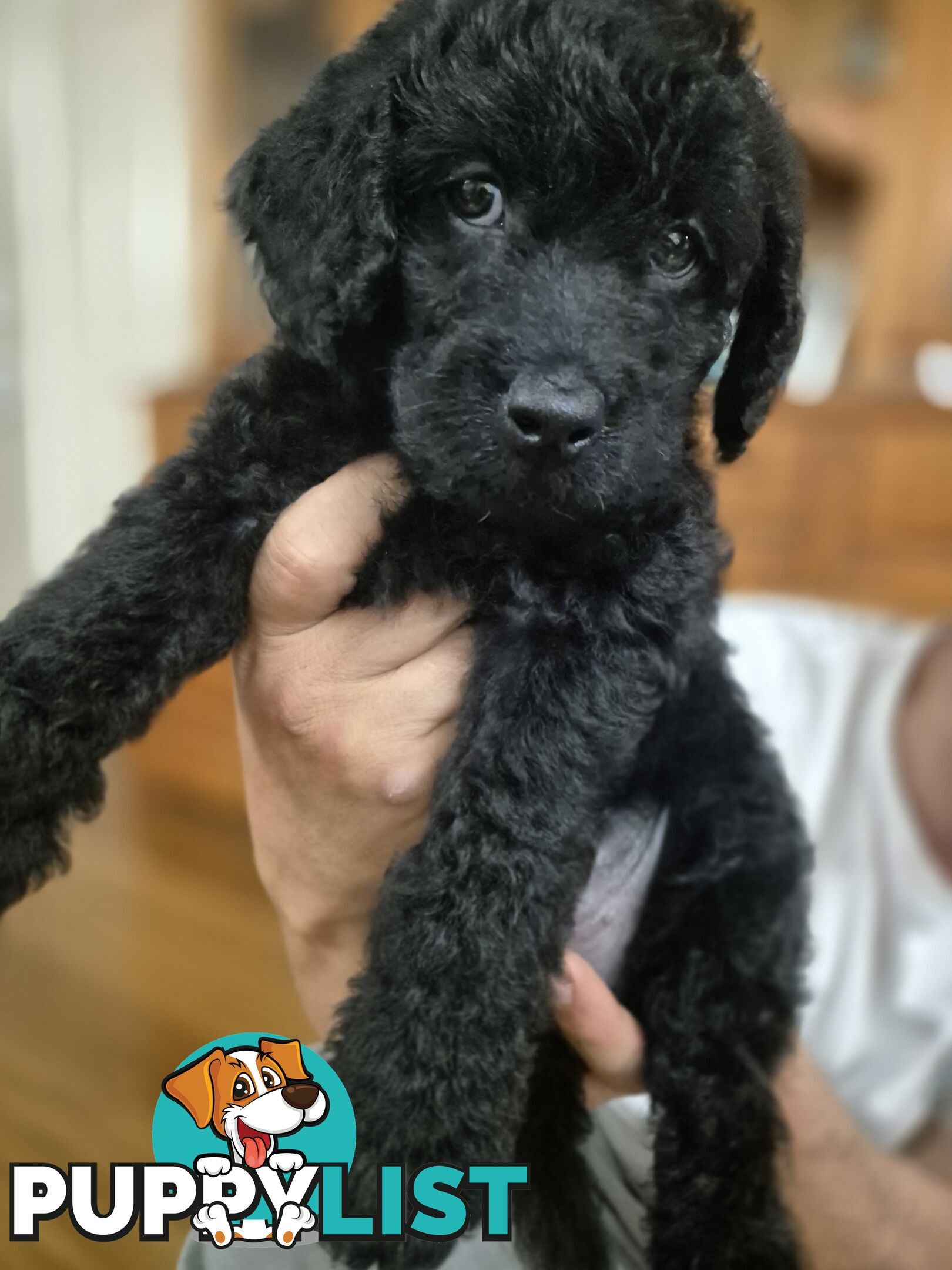 F1b labradoodle  looking for there new homes.