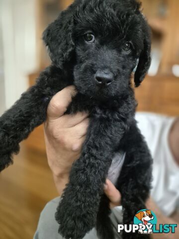 F1b labradoodle  looking for there new homes.