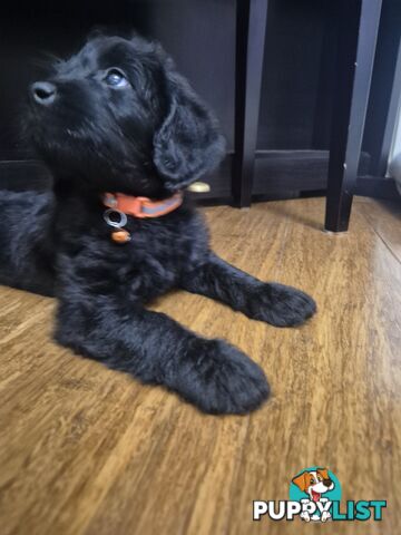 F1b labradoodle  looking for there new homes.