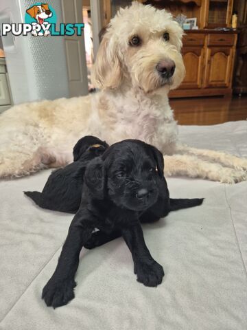 F1b labradoodle  looking for there new homes.