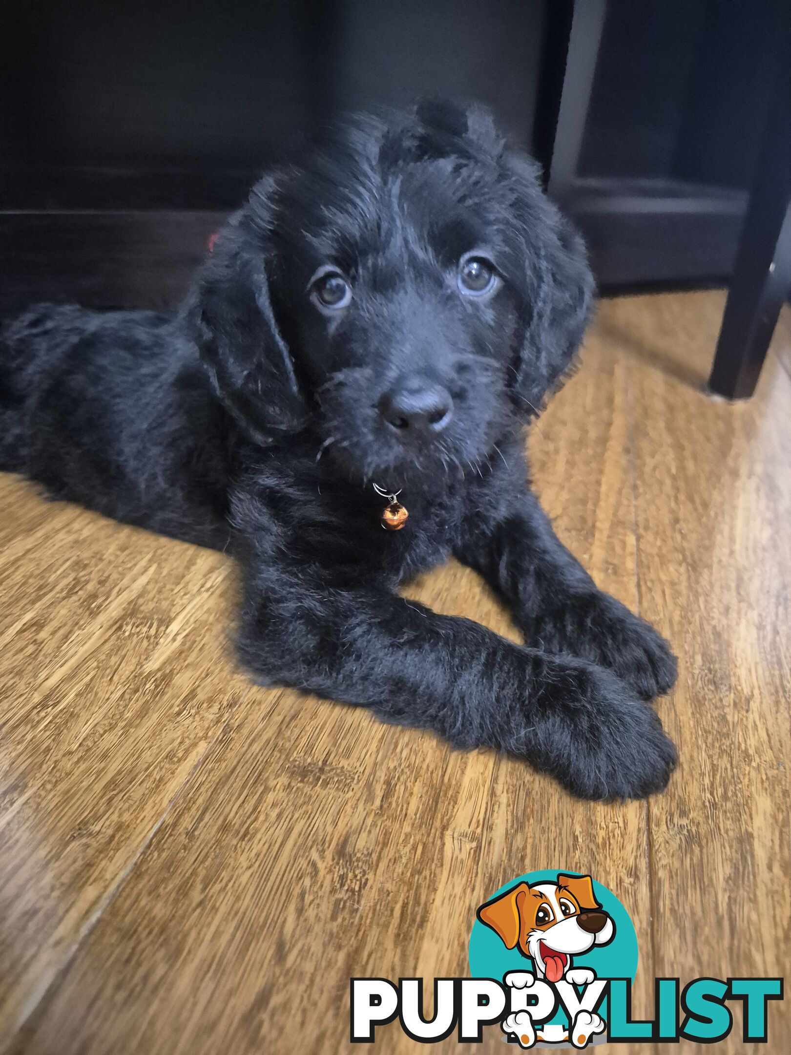 F1b labradoodle  looking for there new homes.