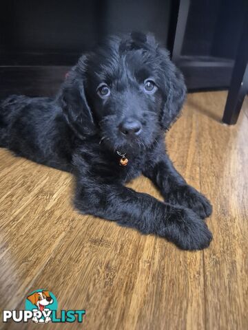 F1b labradoodle  looking for there new homes.