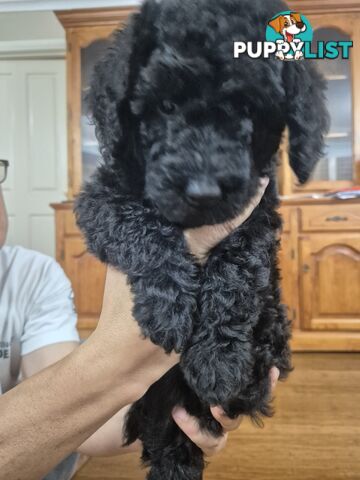 F1b labradoodle  looking for there new homes.