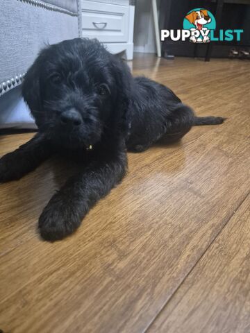 F1b labradoodle  looking for there new homes.