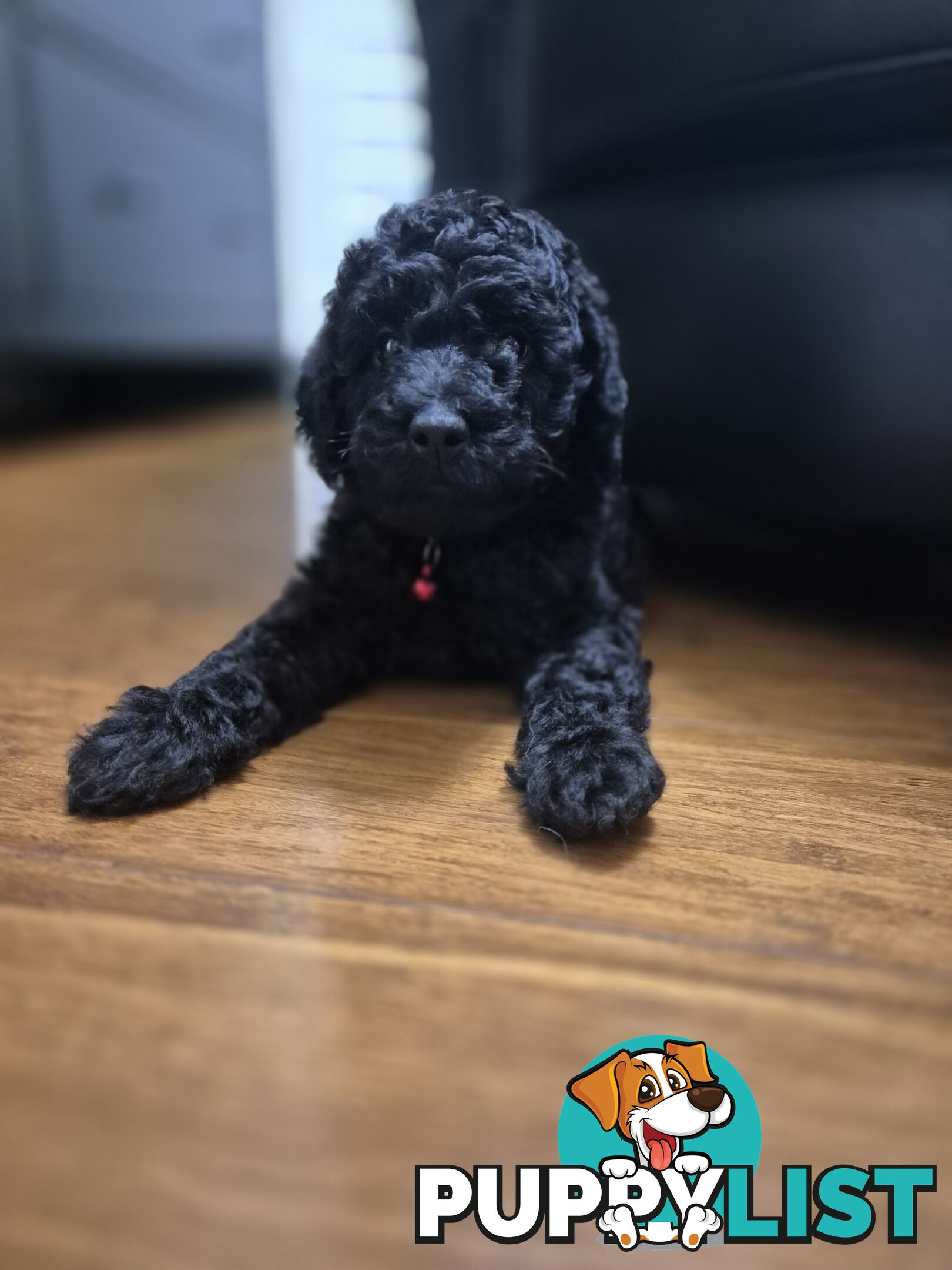 F1b labradoodle  looking for there new homes.