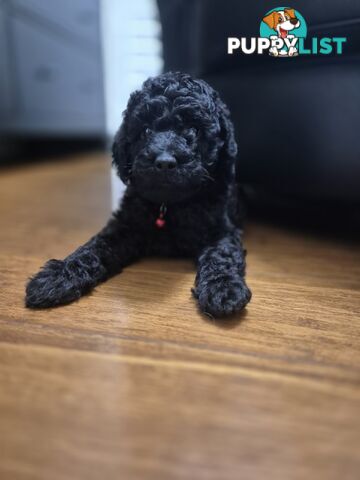 F1b labradoodle  looking for there new homes.