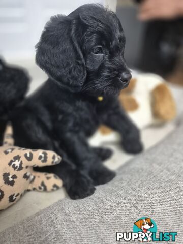 F1b labradoodle  looking for there new homes.