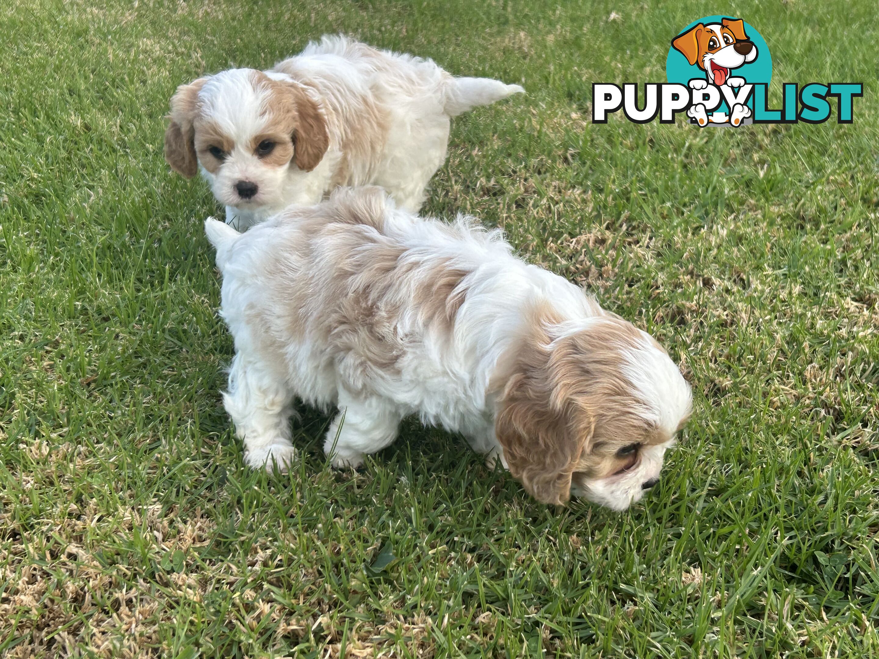 cavalier x cavoodle puppies