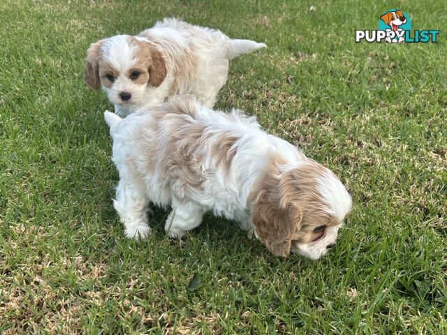 cavalier x cavoodle puppies