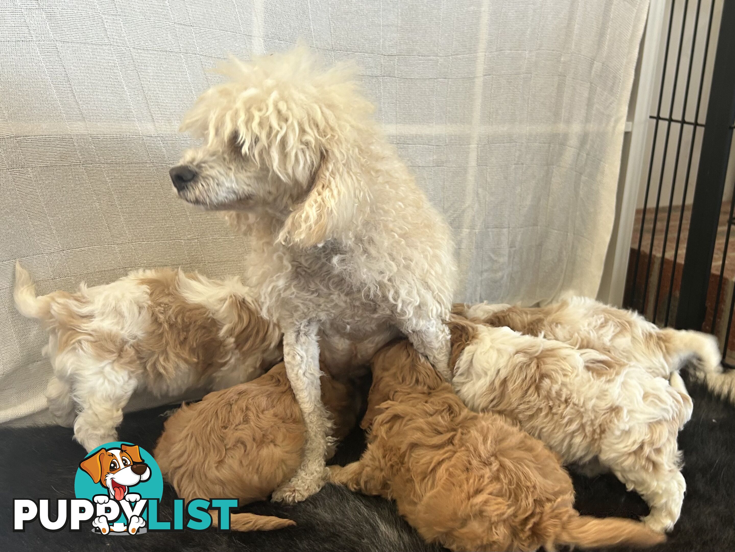 cavalier x cavoodle puppies
