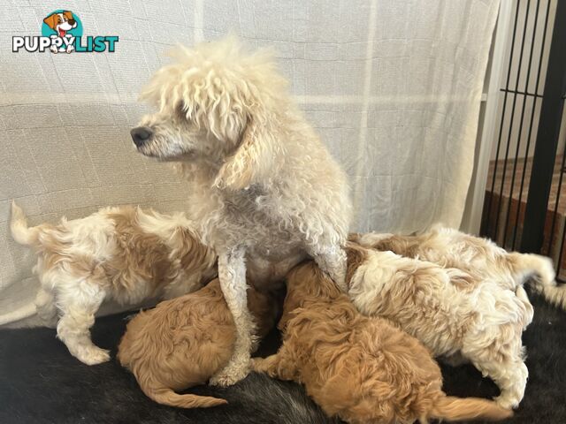 cavalier x cavoodle puppies