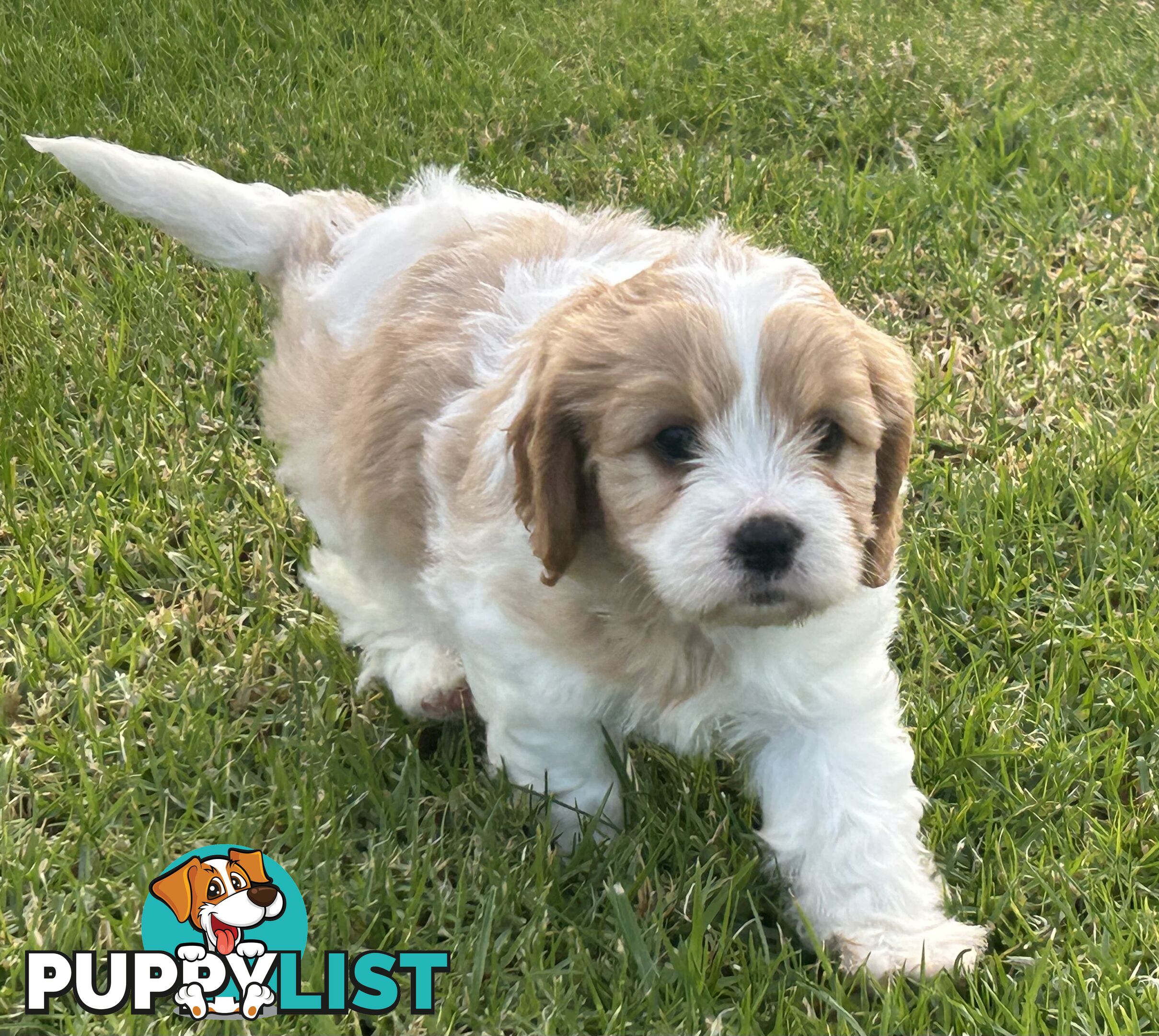 cavalier x cavoodle puppies