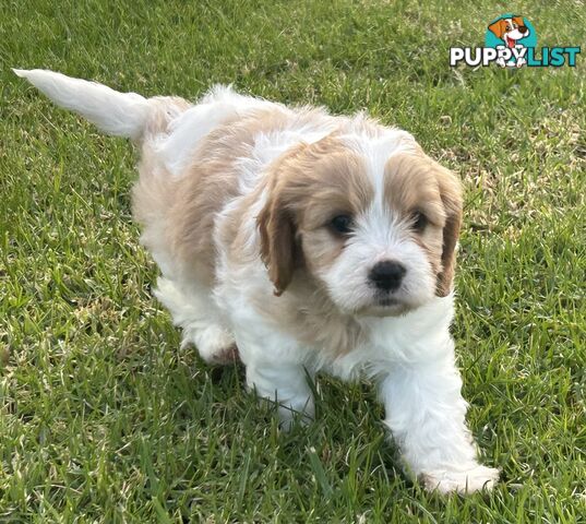 cavalier x cavoodle puppies