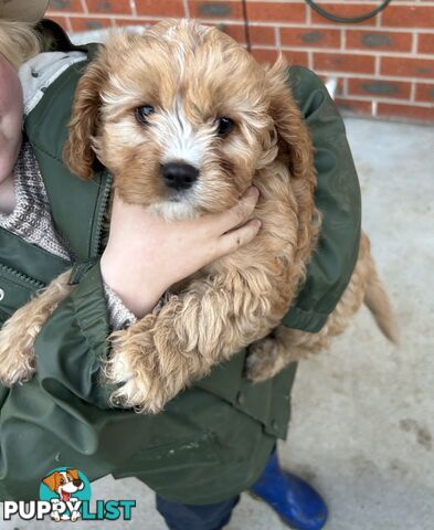 cavalier x cavoodle puppies