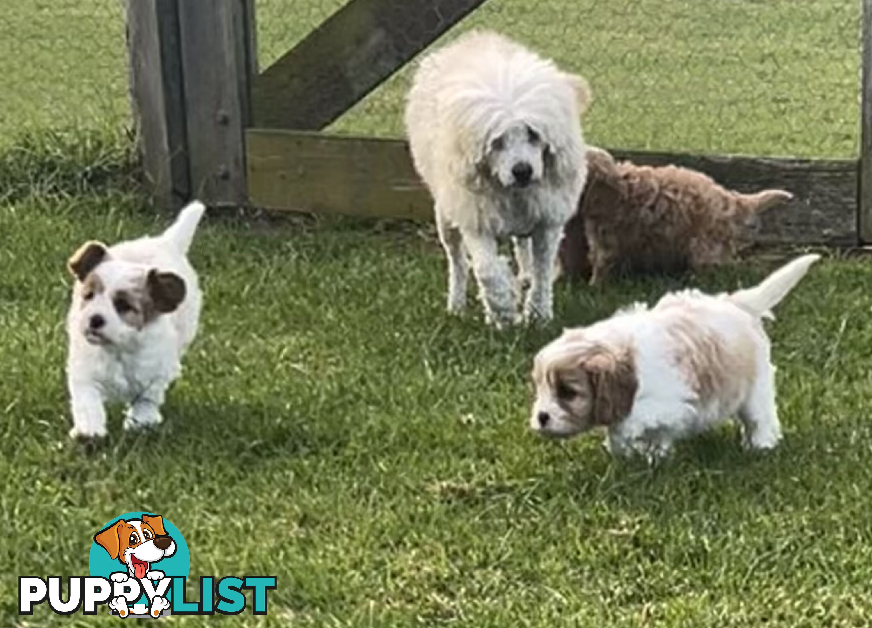 cavalier x cavoodle puppies
