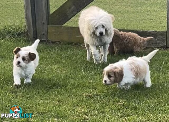 cavalier x cavoodle puppies