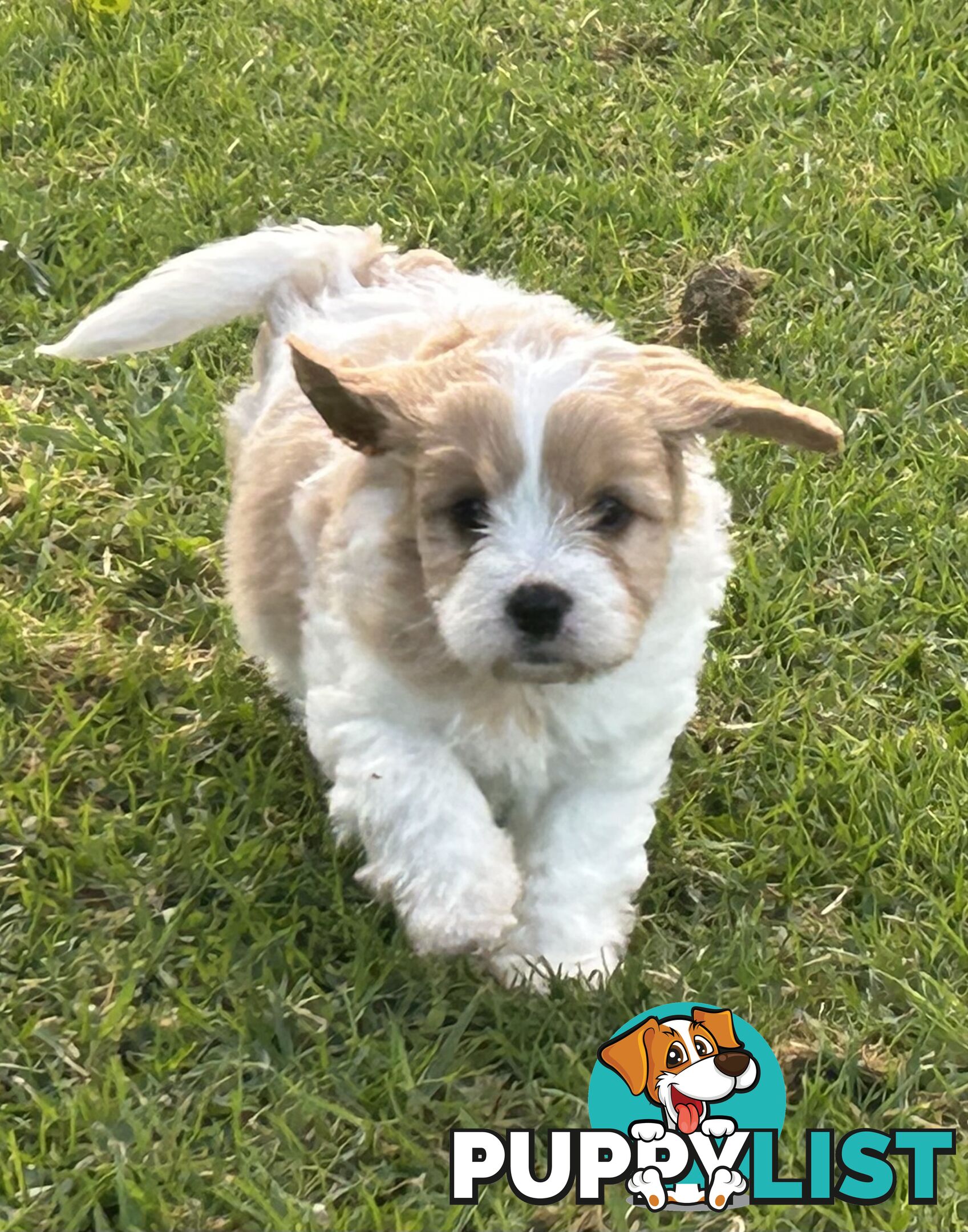 cavalier x cavoodle puppies