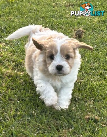 cavalier x cavoodle puppies