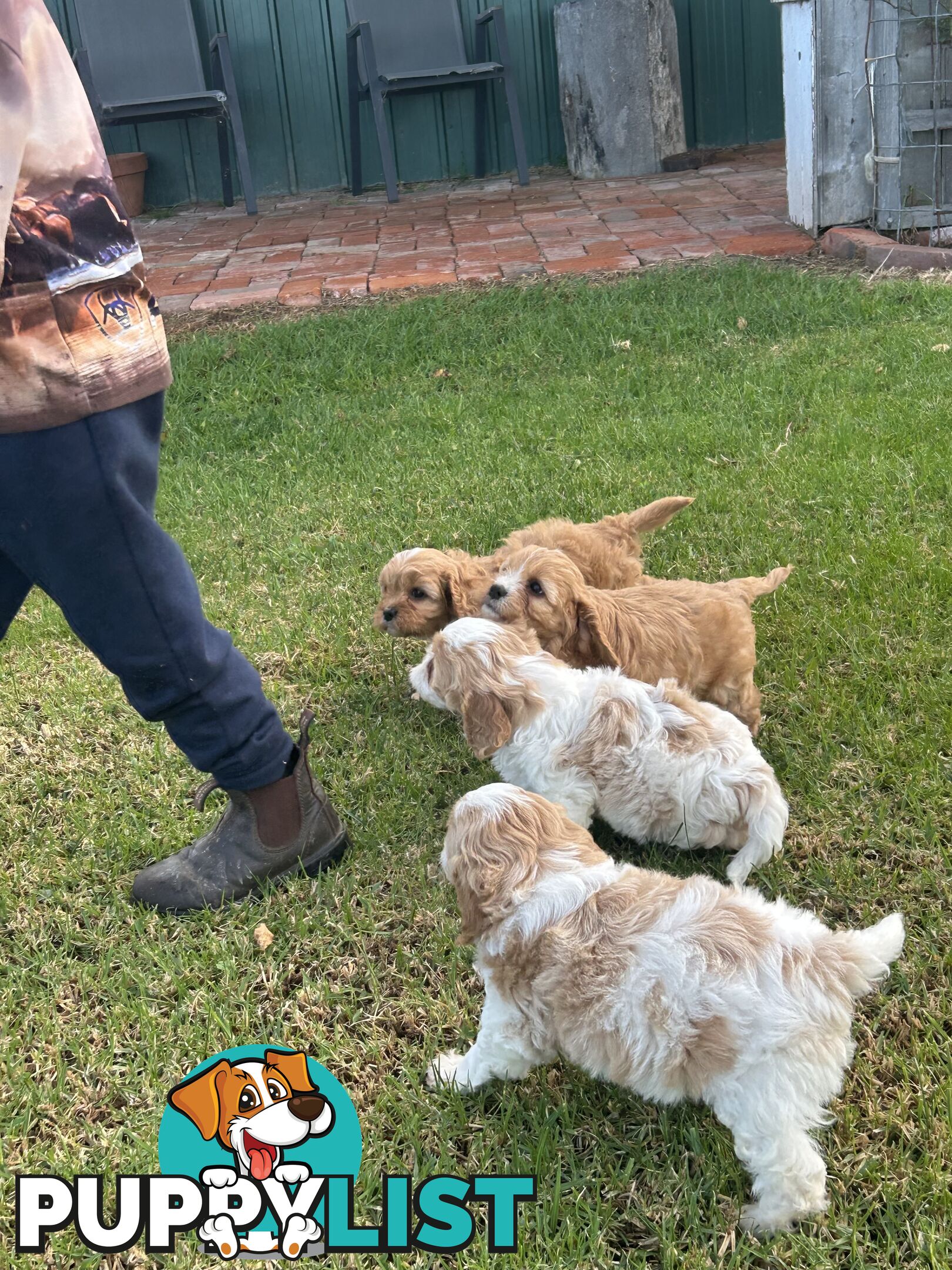 cavalier x cavoodle puppies