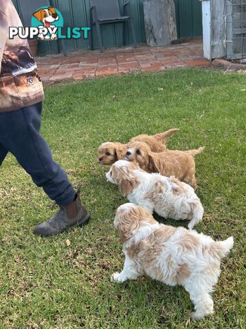 cavalier x cavoodle puppies