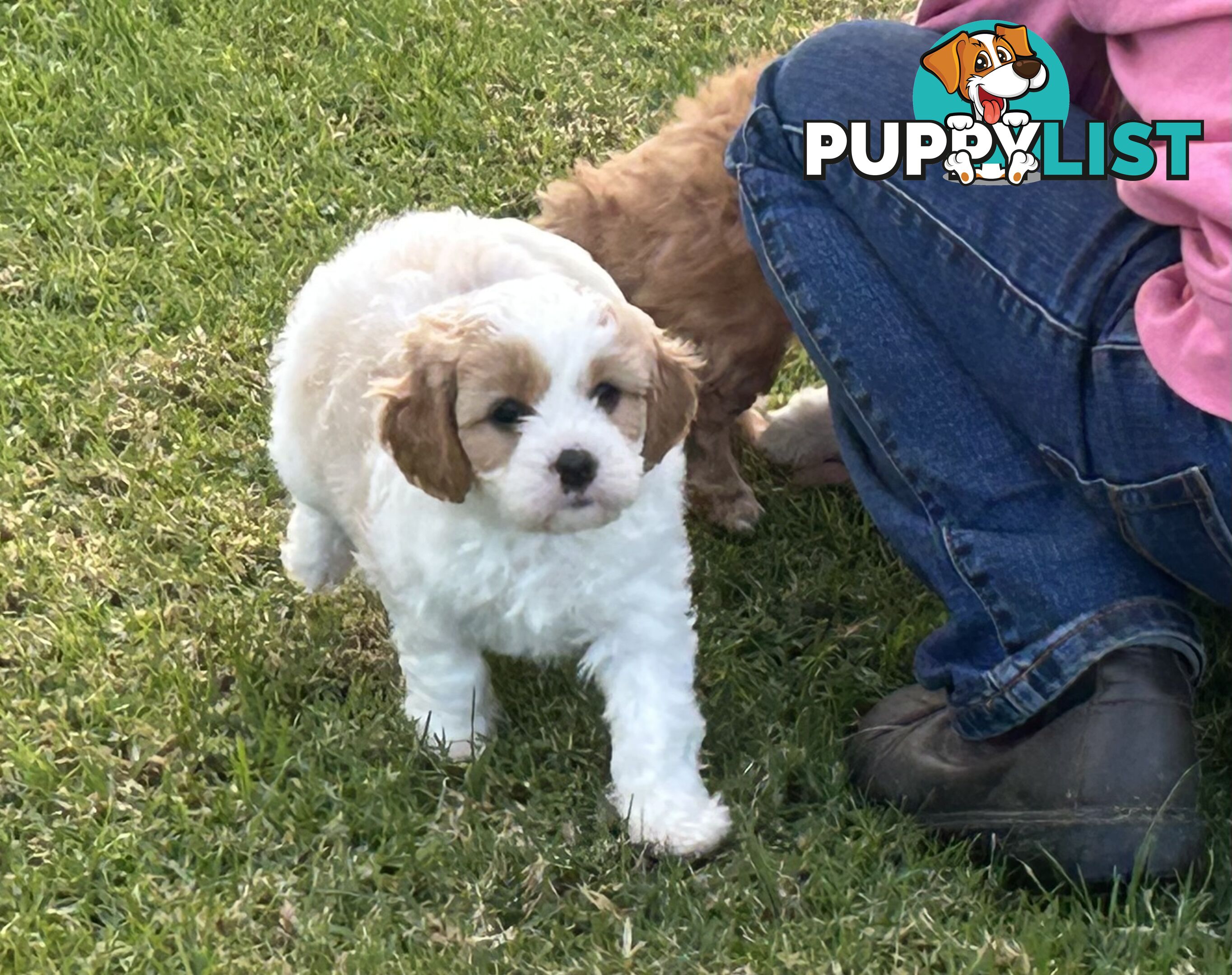 cavalier x cavoodle puppies