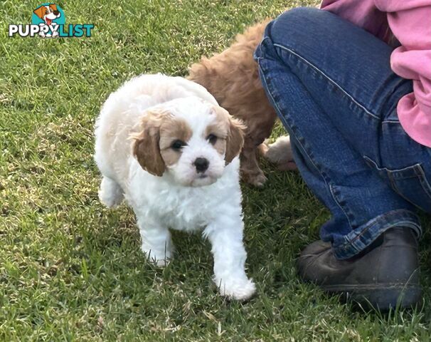 cavalier x cavoodle puppies