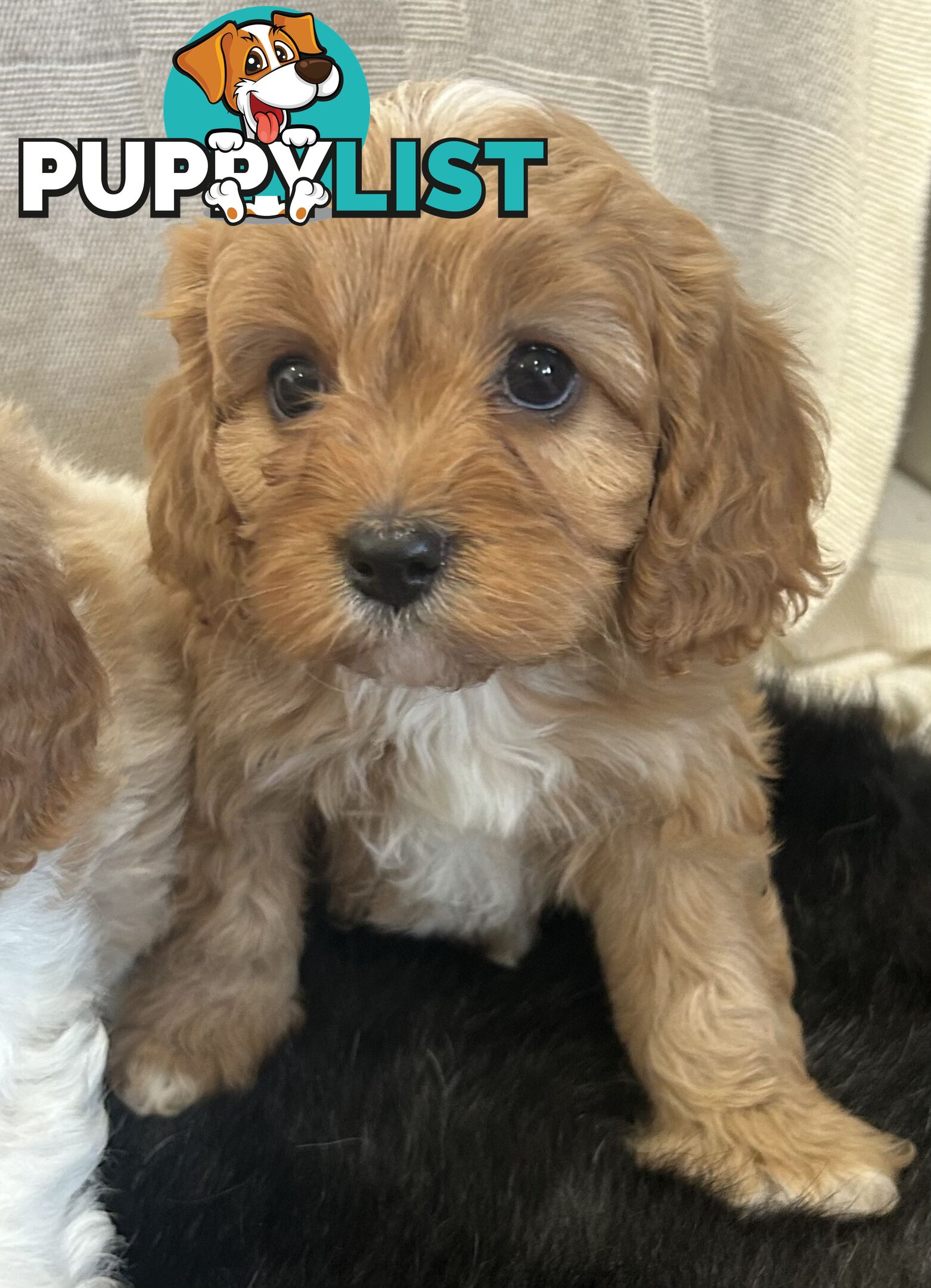 cavalier x cavoodle puppies