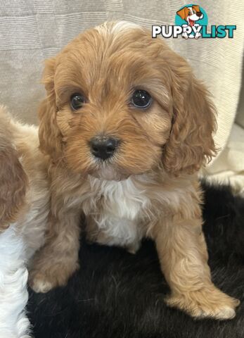 cavalier x cavoodle puppies
